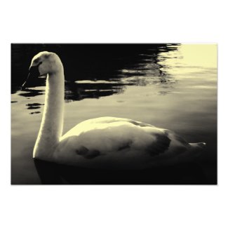 lonely Swan Black & White Photo Print