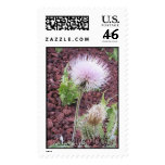 Lonely thistle stamp