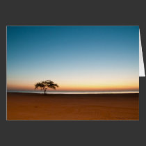 Lonely tree at sunrise in Kuwait cards