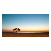 Lonely tree at sunrise in Kuwait Photo Greeting Card