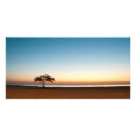 Lonely tree at sunrise in Kuwait photo cards