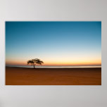 Lonely tree at sunrise in Kuwait Print