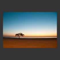 Lonely tree at sunrise in Kuwait posters