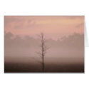 Lonely Tree cards