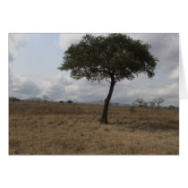 Lonely Tree cards