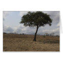 Lonely Tree cards