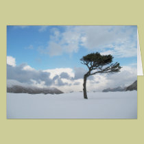 Lonely Tree, Dutch Harbor, Alaska cards
