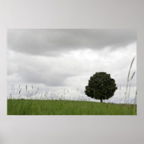 Lonely tree in a field Poster posters