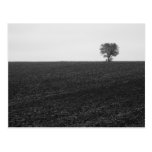 Lonely Tree Post Card