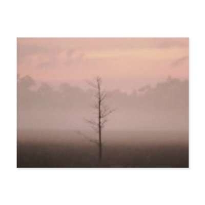 Lonely Tree Post Card by roimim