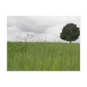 Lonely tree postcards