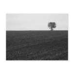 Lonely Tree Post Card