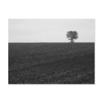 lonely tree postcards