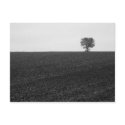 Lonely Tree postcards