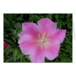 Lonely Tulip Greeting Cards