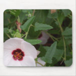 Lonely white flower