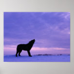Lonely Wolf posters
