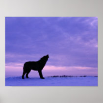 Lonely Wolf Posters