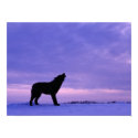 Lonely Wolf posters by beverlytazangel Lonely Wolf posters