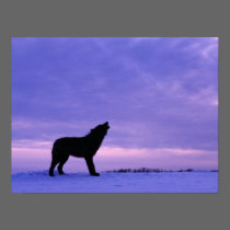 Lonely Wolf posters