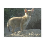 lonelycoyote post cards