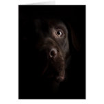 Lonesome dog cards