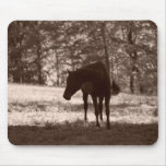 lonesome shadow
