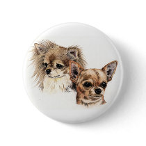 Long and smooth coat chihuahuas pin