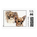 Long and smooth coat chihuahuas postage by fhooper Long and smooth coat chihuahuas postage