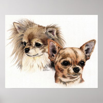 Long and smooth coat Chihuahuas Posters