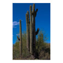 Long Arm of the Cactus 3990 posters by SedonaPosters Long Arm of the Cactus 3990 posters