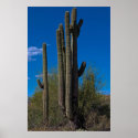 Long Arm of the Cactus 3990 posters