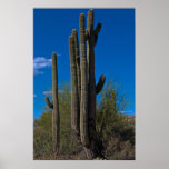 Long Arm of the Cactus 3990 Posters