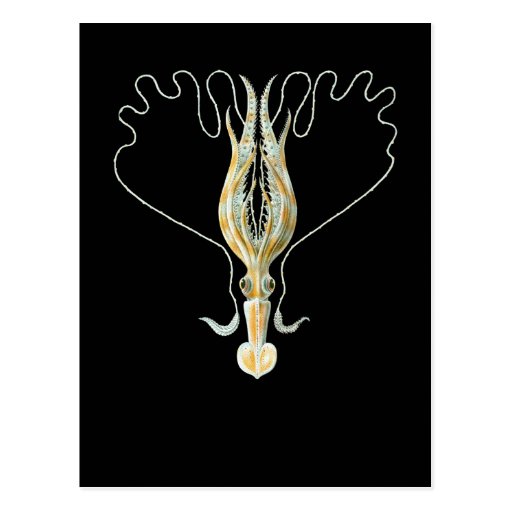 long-armed-squid-postcard-zazzle