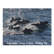 Long-beaked Common Dolphins Postcard