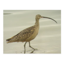 Long-billed Curlew Postcard