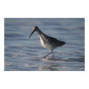 Long-billed Dowitcher 2 Poster posters by Gilliand_Photo Long-billed Dowitcher 2 Poster posters