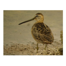 Long-billed Dowitcher Postcard
