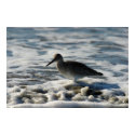 Long-billed Dowitcher Poster posters by Gilliand_Photo Long-billed Dowitcher Poster posters