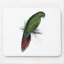 Long -Billed Parrakeet-Maccaw by Edward Lear Mousepad