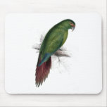 Long -Billed Parrakeet-Maccaw by Edward Lear Mousepad