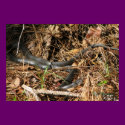 Long Black Racer posters by naturegirl7 Long Black Racer posters