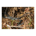 Long Black Racer posters by naturegirl7 Long Black Racer posters