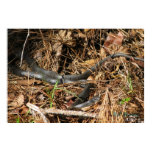 Long Black Racer