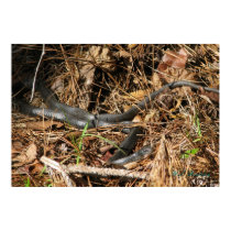 Long Black Racer posters by naturegirl7 Long Black Racer posters