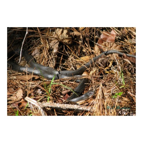 Long Black Racer print