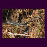 Long Black Racer