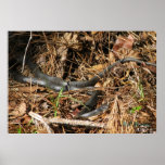 Long Black Racer Print