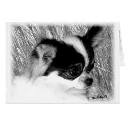 long haired chihuahua black. Long coat Chihuahua card by