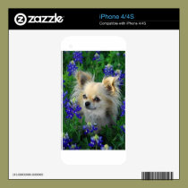 Long Coat Chihuahua in Blue Bonnets skins